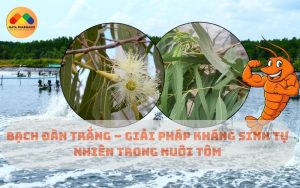 Bạch đàn trắng - Giải pháp kháng sinh tự nhiên trong nuôi tôm.