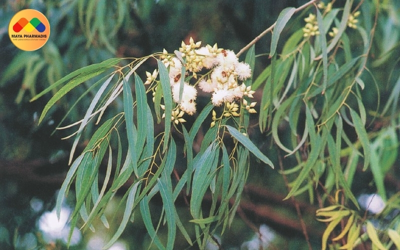 Bạch đàn trắng