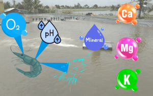 KIỂM SOÁT pH, ĐỘ KIỀM VÀ OXY HÒA TAN TRONG AO NUÔI THỦY SẢN: GIẢI PHÁP NÂNG CAO HIỆU QUẢ NUÔI TRỒNG