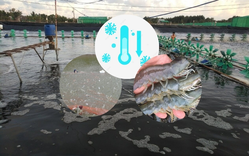 Cách xử lý ao khi mưa lớn hoặc nhiệt độ nước giảm