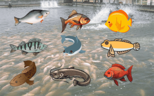 Các loại cá nước ngọt