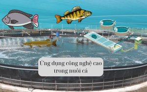 ứng dụng công nghệ cao trong nuôi cá