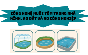 Công nghệ nuôi tôm