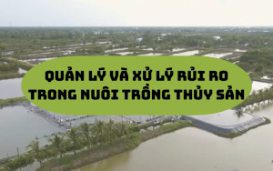 Quản lý và xử lý rủi ro