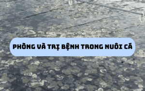Phòng và trị bệnh trong nuôi cá