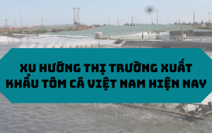 Xu hướng thị trường xuất khẩu