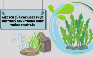 Sinh vật thuỷ sinh