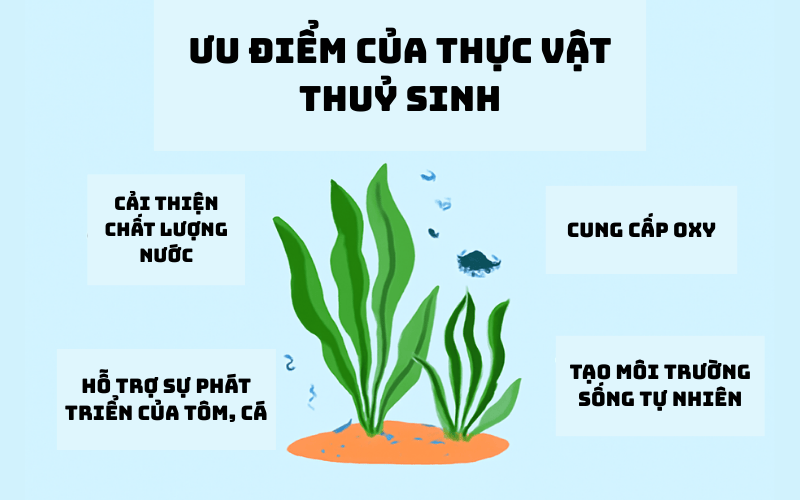 Ưu điểm sinh vật thuỷ sinh
