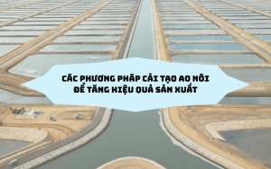 Cải tạo ao nuôi