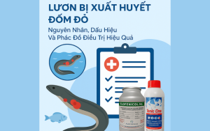 Lươn bị xuất huyết