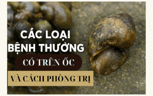 bệnh trên ốc