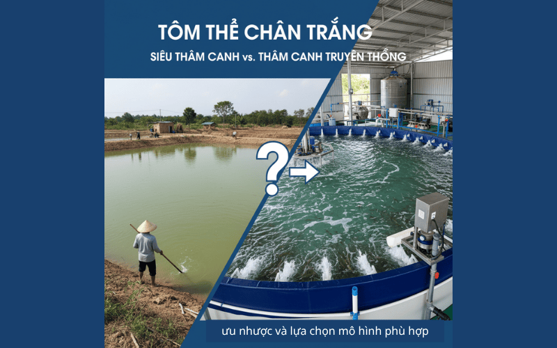 nuôi thâm canh tôm thẻ chân trắng