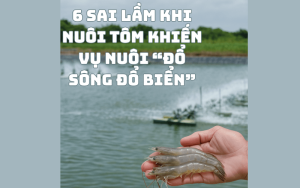 6 sai lầm khi nuôi tôm