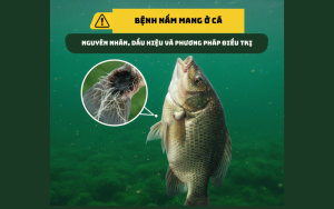 Cá bị nấm mang