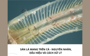 sán lá mang