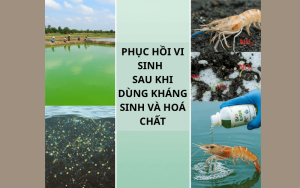 phục hồi hệ vi sinh