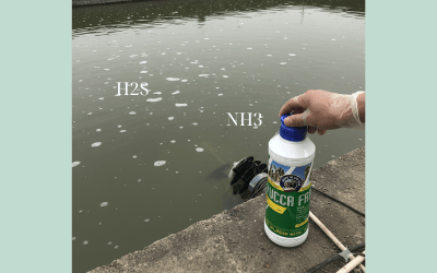 yucca farm xử lý khí độc