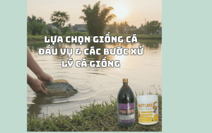 lựa chọn cá giống