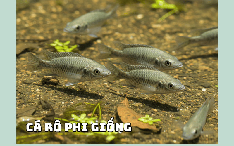 cá rô giống 