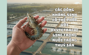 Phối Oxy với gì