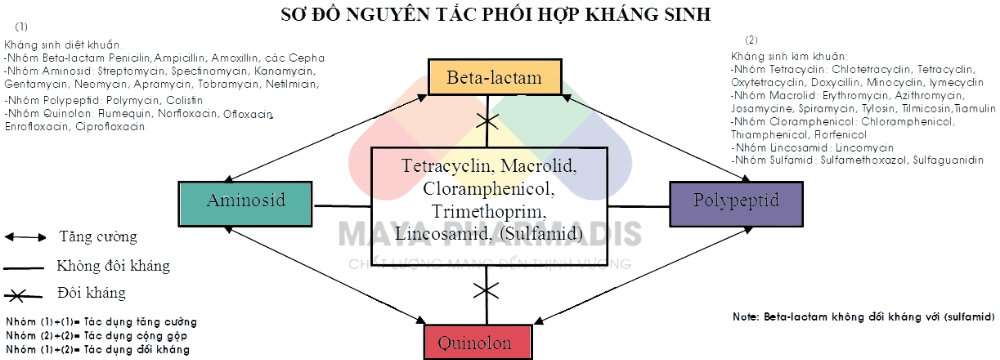 sơ đồ phối kháng sinh