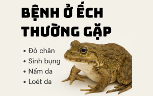 bệnh ếch