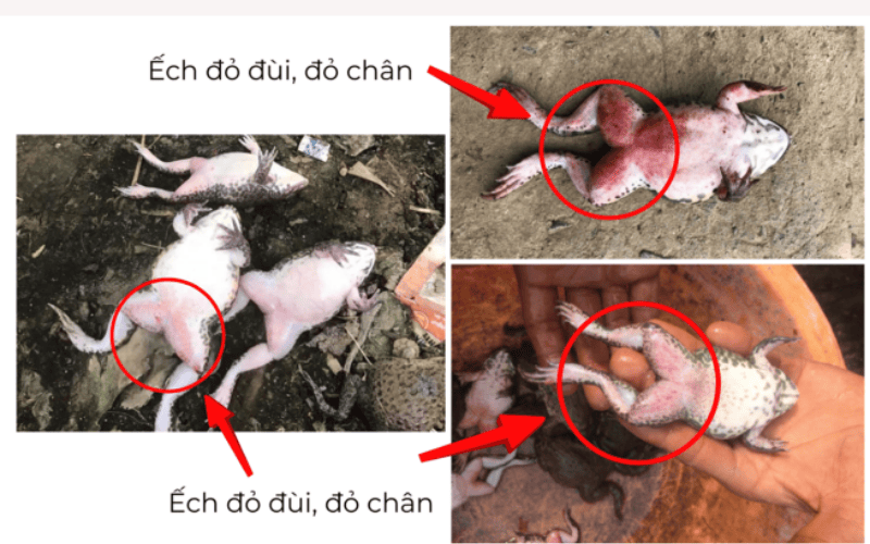 bệnh đỏ chân xuất huyết