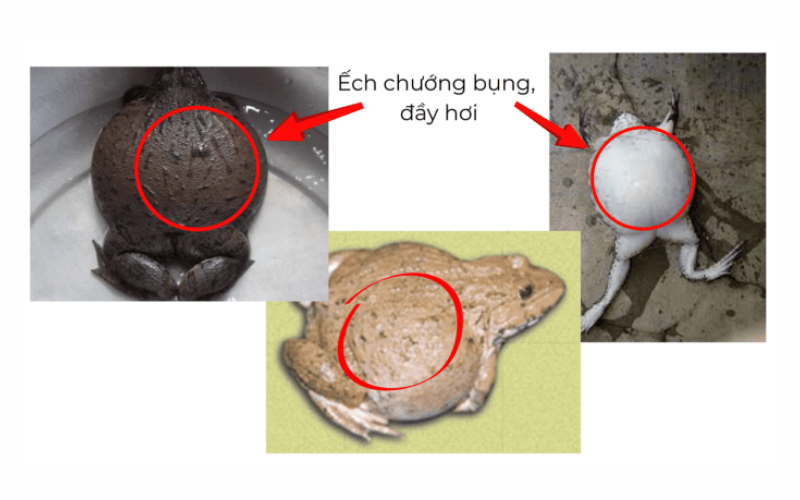 Trướng sình bụng