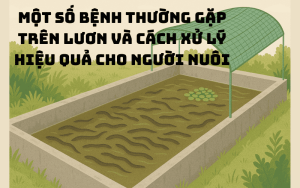 Các bệnh trên lươn