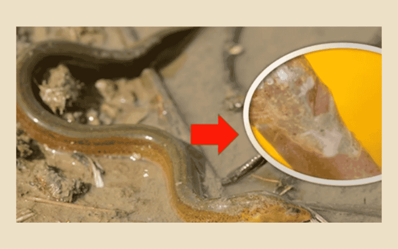 Nấm thuỷ mi trên lươn