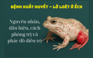 xuất huyết loét da ở ếch