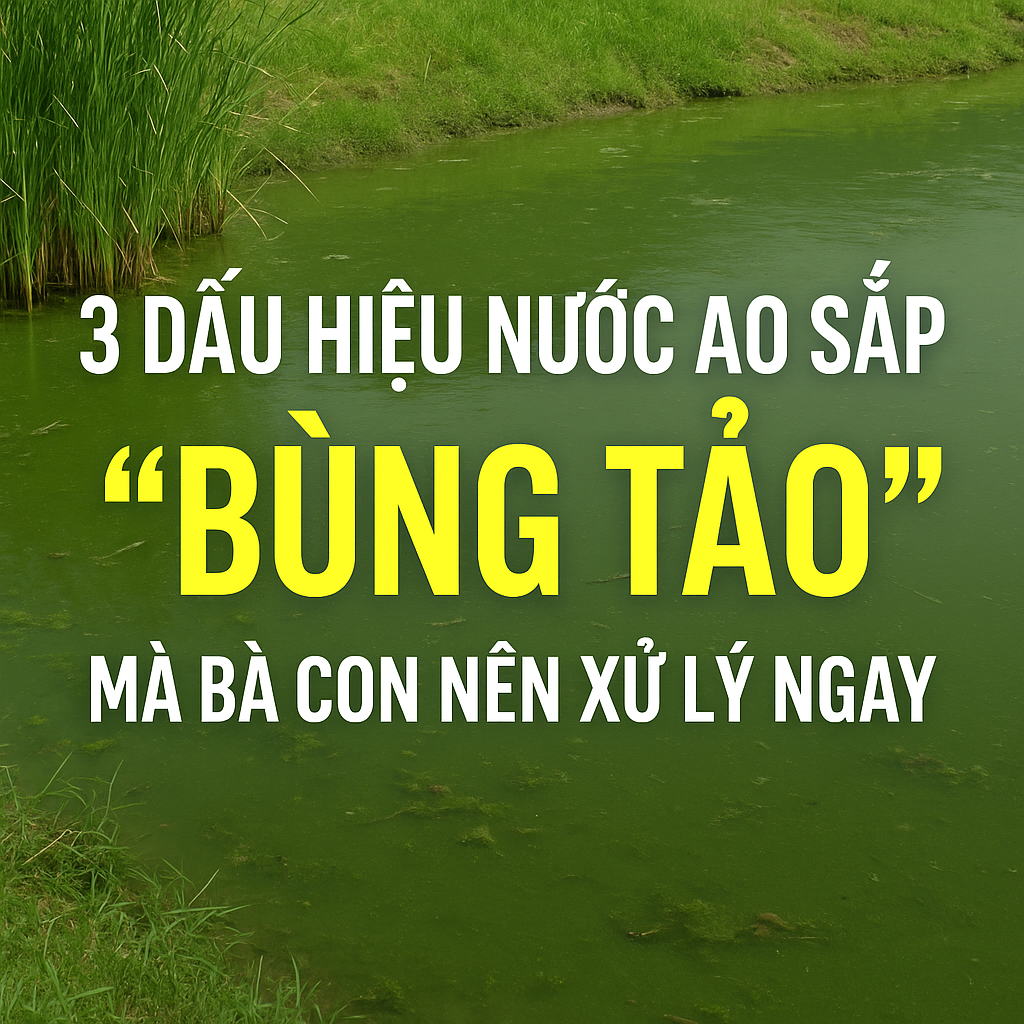 Bùng tảo