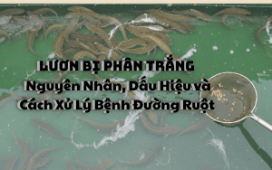 Lươn bị phân trắng