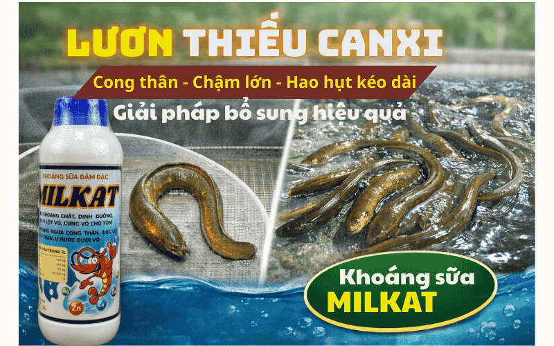 lươn thiếu canxi