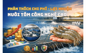Chi phí - Lợi nhuận nuôi tôm Công nghệ cao