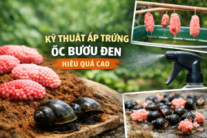 Kỹ thuật ấp trứng ốc bưu đen