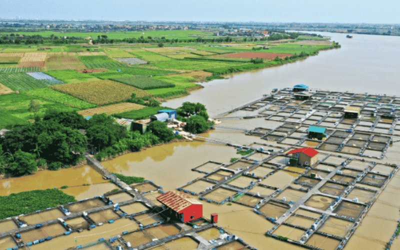 Nuôi cá lồng bè