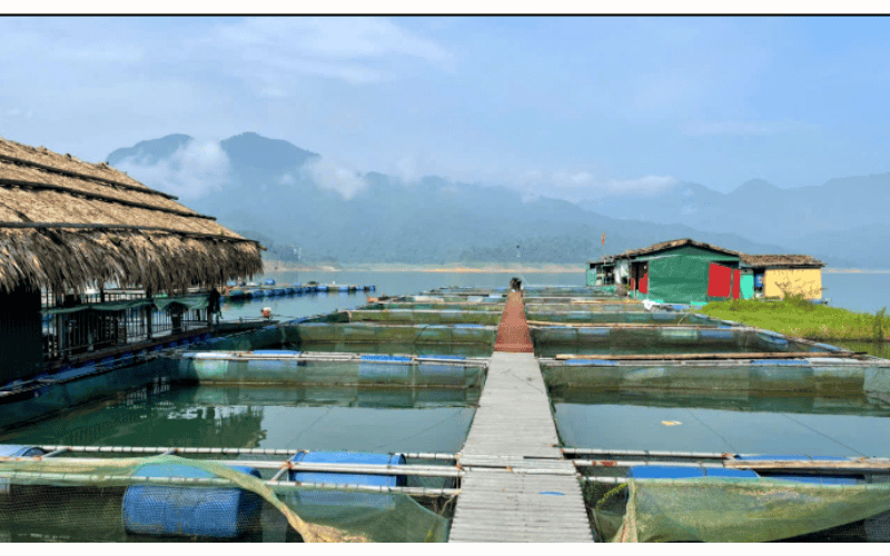 Nuôi cá lồng bè