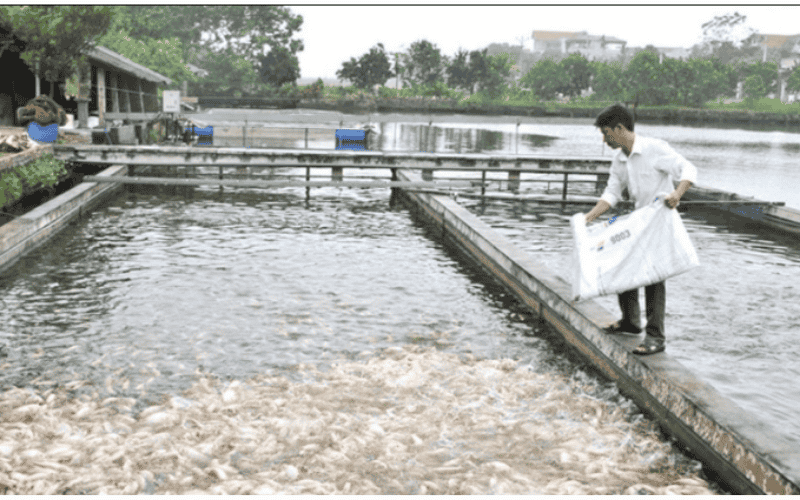 Thức ăn thuỷ sản