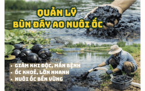 quản lý ao nuôi ốc