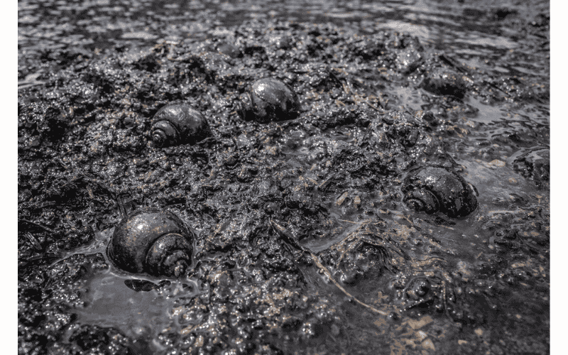 bùn đáy ao nuôi ốc