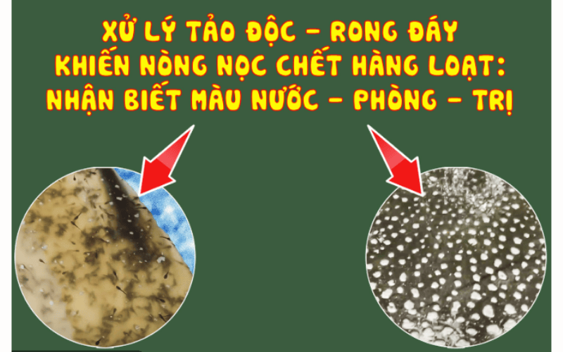 Vi khuẩn gây hại nòng nọc