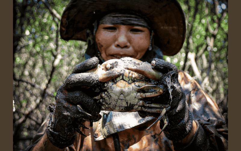 cua trưởng thành