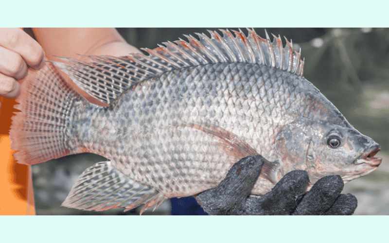 Cá rô phi 