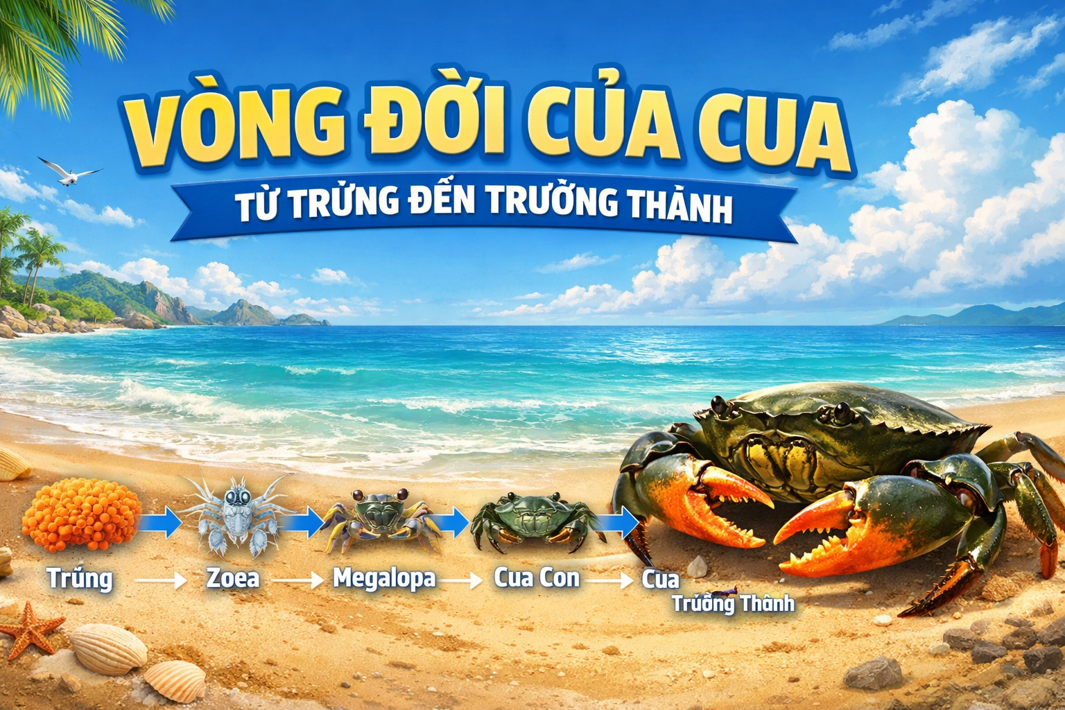 Vòng đời của cua