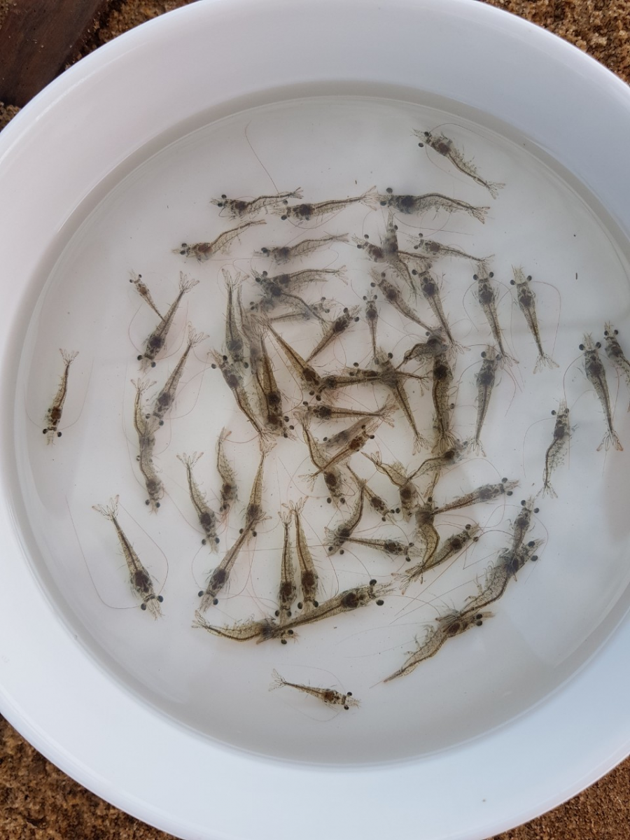 Tôm giống từ 1- 20 ngày tuổi