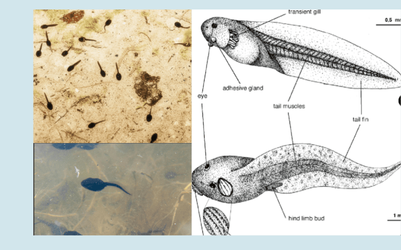 Giai đoạn nòng nọc