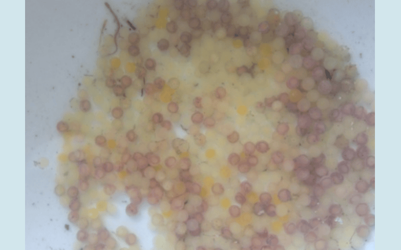 Giai đoạn trứng lươn