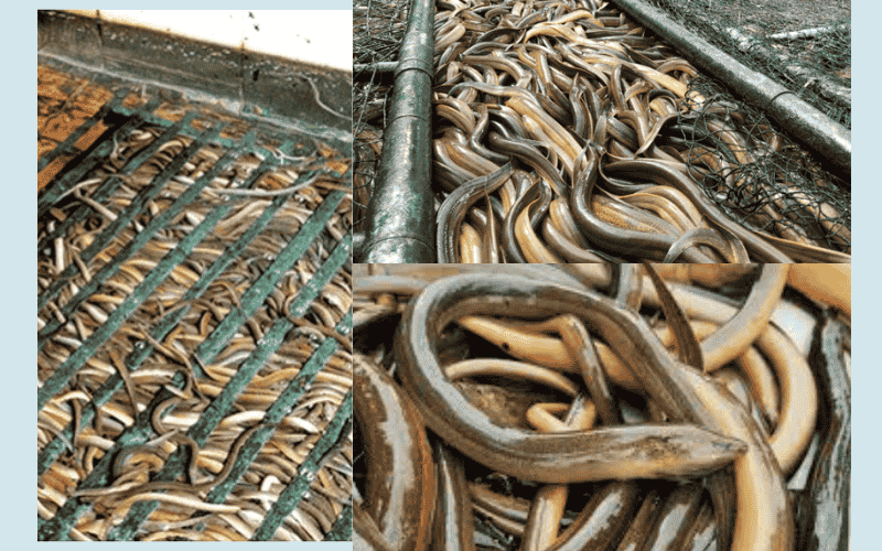 Lươn trưởng thành