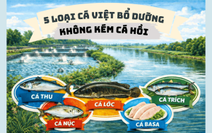 5 loại cá Việt Nam
